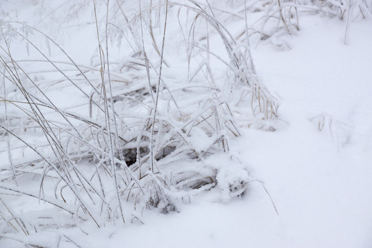 雪