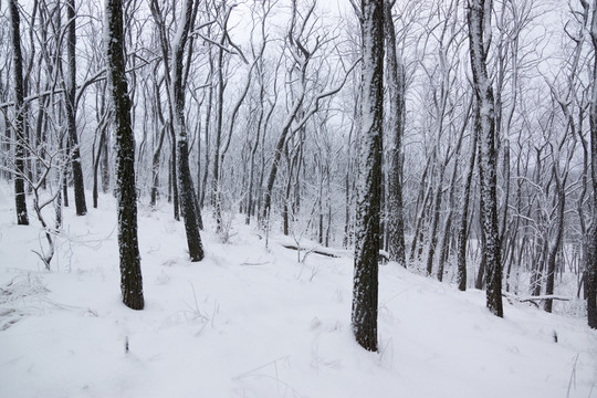 雪景 樹林