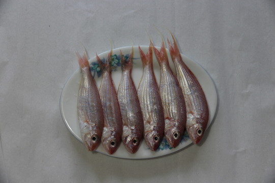 魚