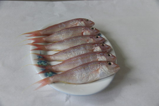 海魚