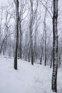 雪景 樹(shù)林