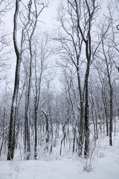 雪景 樹林