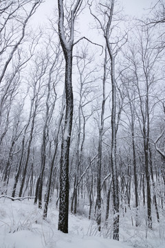雪景 樹林
