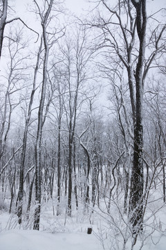 雪景 樹林