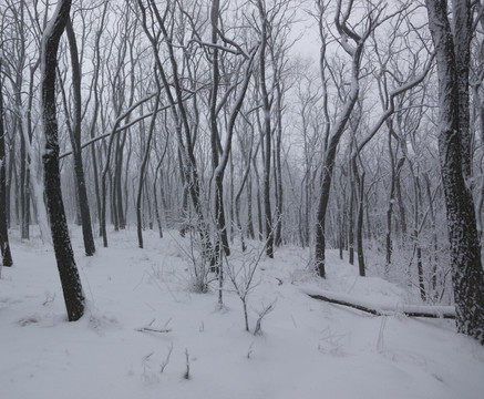 雪景 樹林