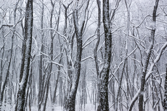 雪景 樹林