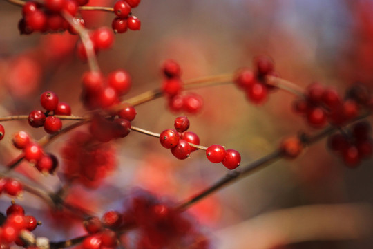 紅豆
