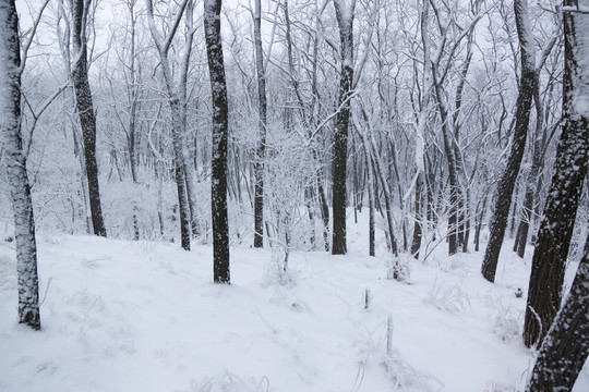 樹林 雪景