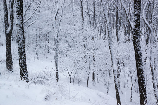 樹林 雪景