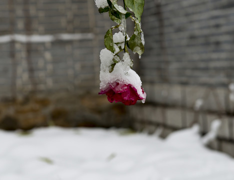冰雪月季