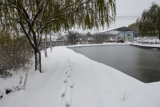 雪地 池塘
