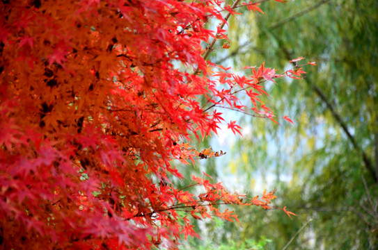 紅楓