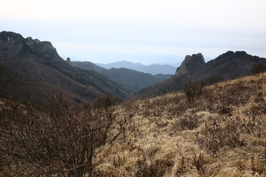 秦嶺草甸