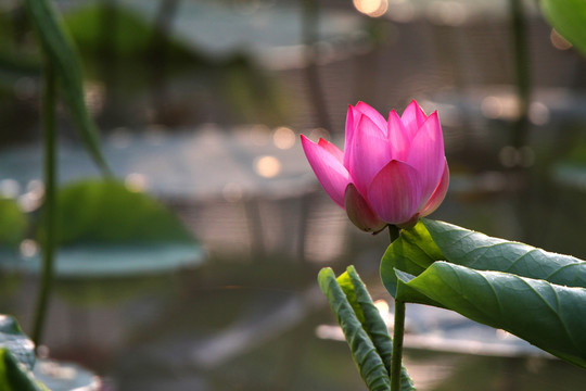 荷花