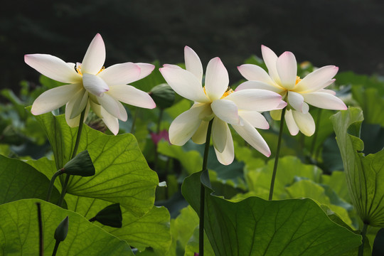 荷花