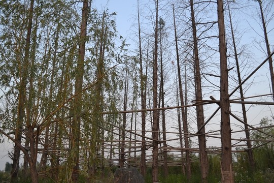 樹林 樹木
