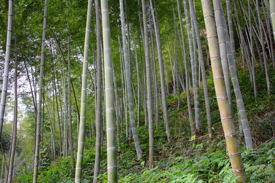 竹子