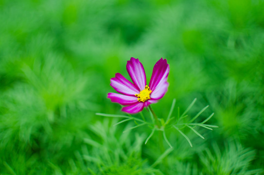 波斯菊