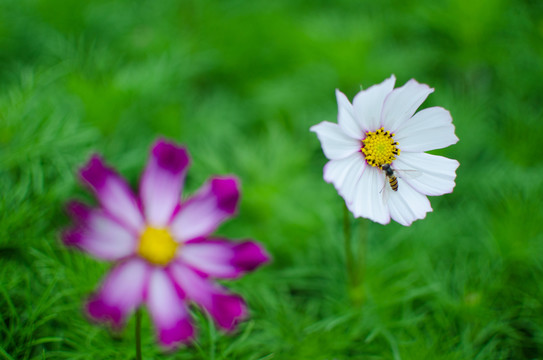 波斯菊