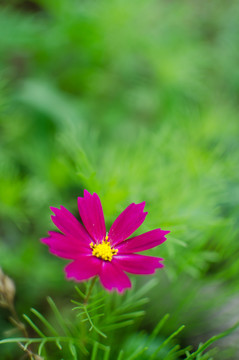 波斯菊