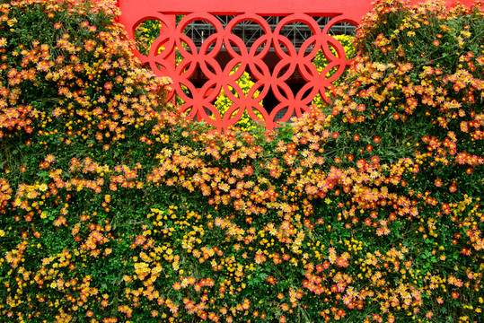 菊花背景墻