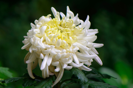 白菊花