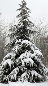 松樹  雪松