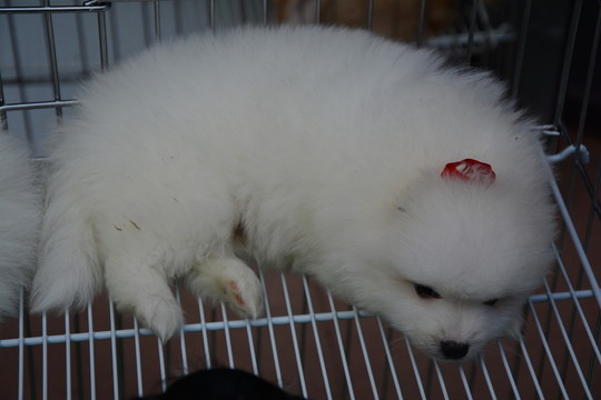 博美犬
