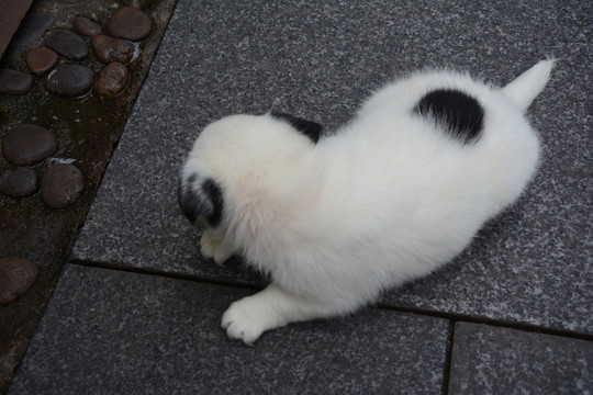 花狗