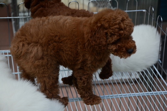 貴賓犬