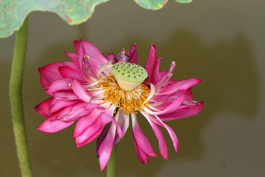 荷花