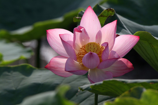 荷花