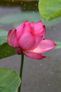 雨荷