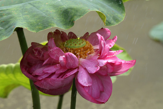 荷花