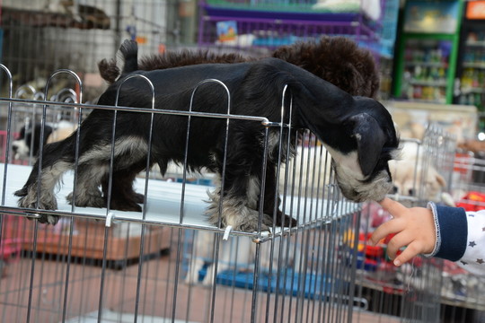貴賓犬