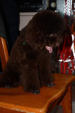 貴賓犬