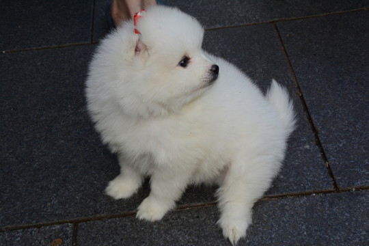 博美犬