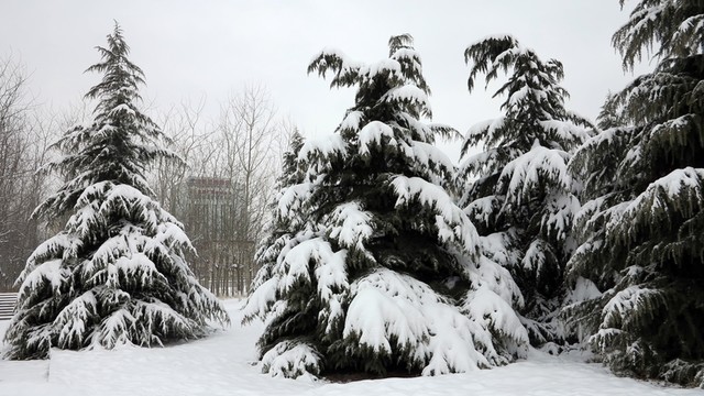公園雪景 雪松