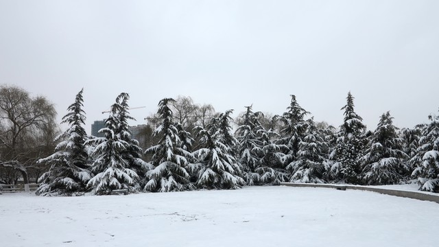 公園雪景 松樹(shù) 樹(shù)林