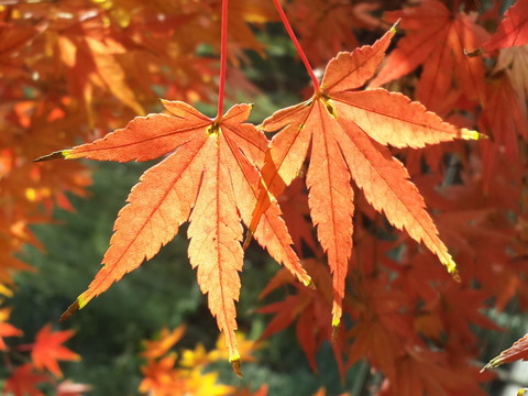 楓葉紅了