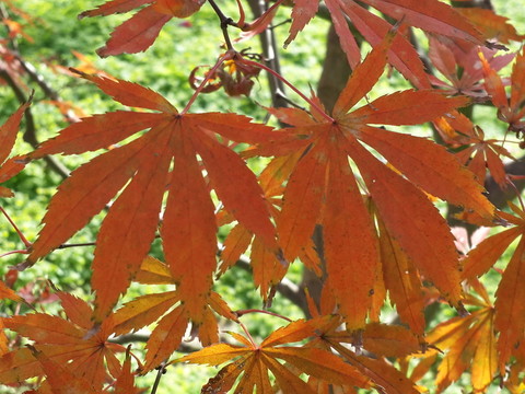 楓葉紅了