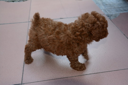 貴賓犬