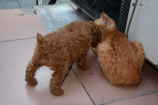 貴賓犬