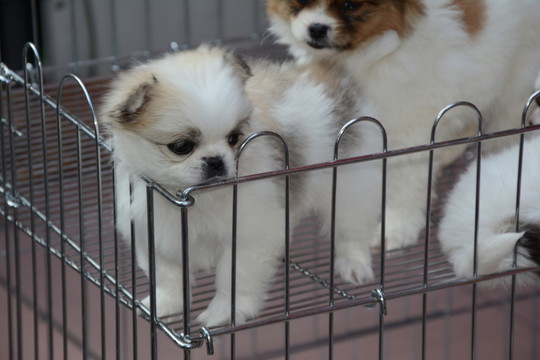 博美犬
