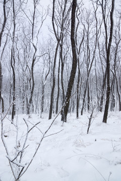 玉樹瓊枝