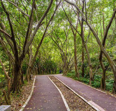 森林小路