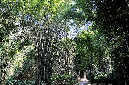 深山竹林