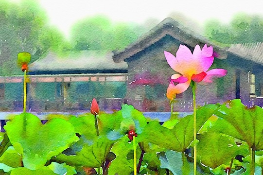 荷塘蓮花水彩畫