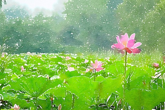 荷花池塘 水彩畫