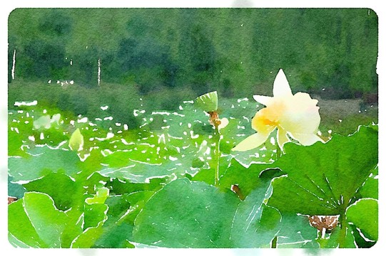 荷花 水彩畫
